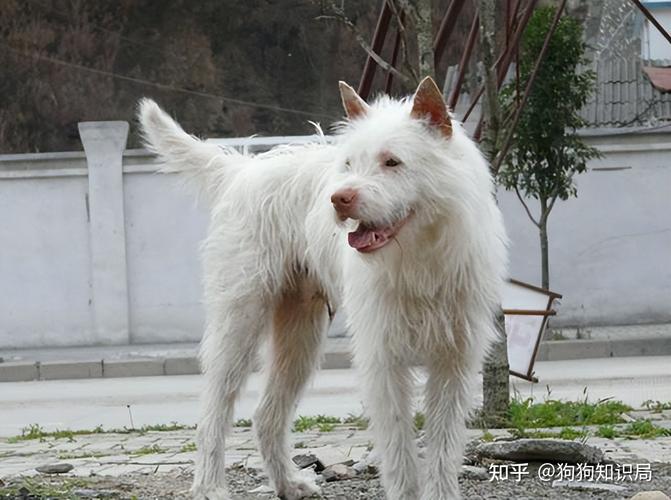 新澳开奖结果历史查询和中国下司犬外网爆火与中国下司犬介绍