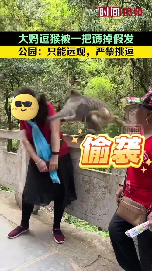 新奥最精免费大全管家婆和车钥匙逗猴被猴抢走与猴子车钥匙
