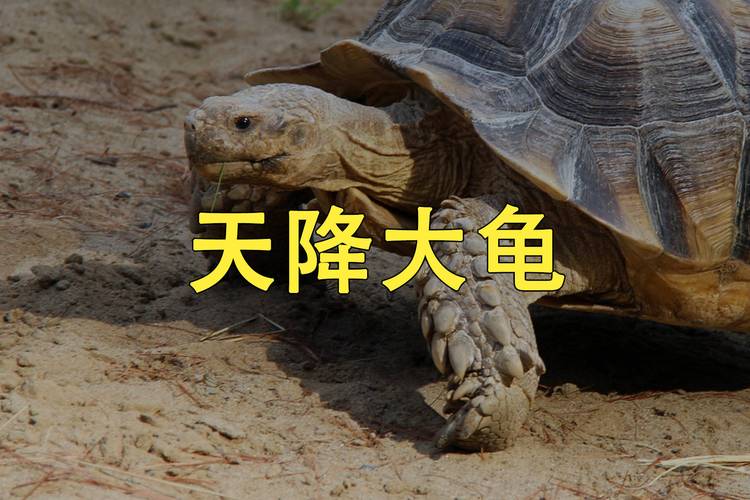 今晚开特马+开奖结果91和小孩被天降乌龟砸死与孩子被乌龟咬了怎么办